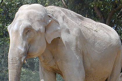 В Таиланде американскую туристку затоптали слоны