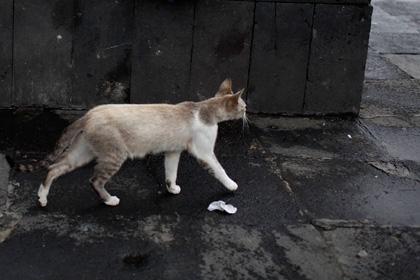 Ветер поднял в воздух компанию британских бездомных кошек