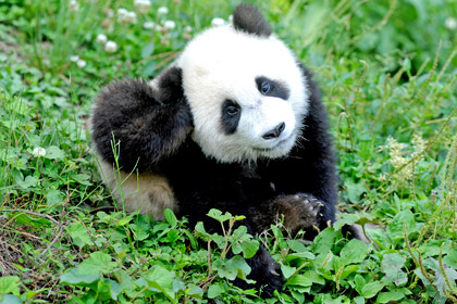 В Китае запретят есть редких животных