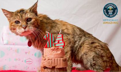 Поппи стала самой старой кошкой в мире