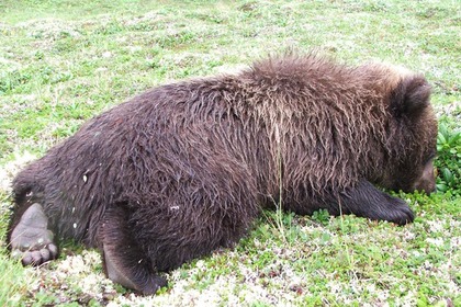 Медведь напал на полицейский патруль