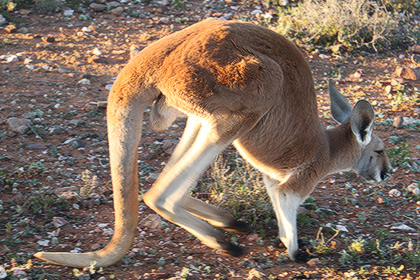 Хвост кенгуру признали ногой