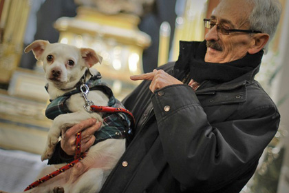 Эксперимент на собаках доказал биологическую природу ревности