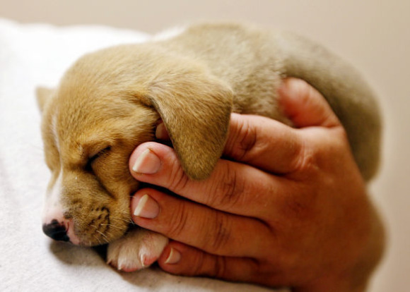 Всемирный день животных - 4 октября