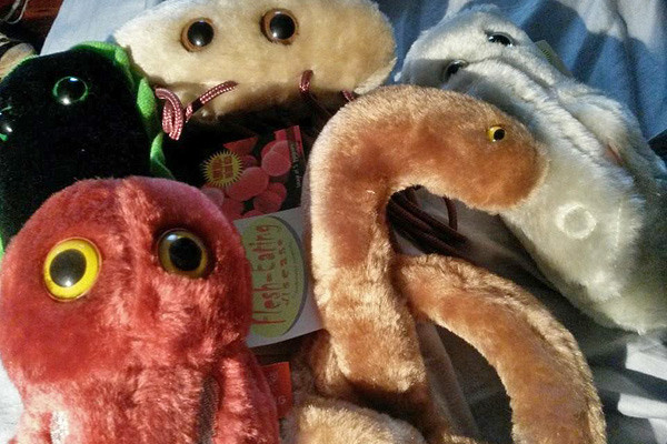 То ли жук, то ли ЗППП. Нелепые посты в сети про лихорадку Эбола.