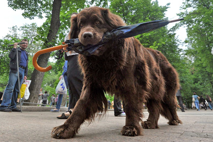 Депутат из Петербурга предложил ввести налог на собак