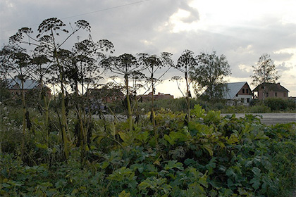 В Белоруссии нерадивых руководителей предложили сажать в борщевик