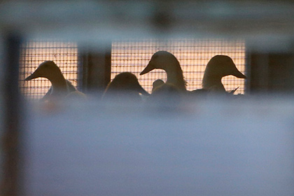 Россельхознадзор ограничил ввоз в Россию американского мяса птицы