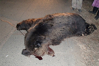 Больной бешенством медведь напал на пенсионерку в Приморье