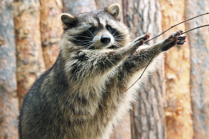 В Екатеринбурге теплая погода вывела енотов из спячки