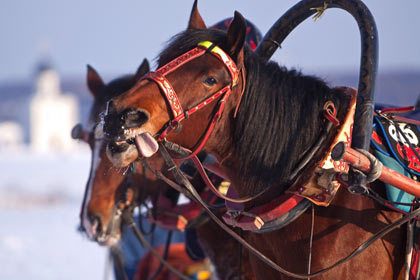 Испуганная лошадь сбила трех женщин в Перми