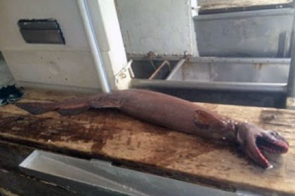 В Австралии поймали древнюю акулу с 300 зубами