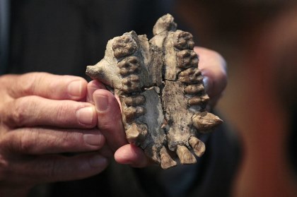 Ученые обнаружили новый вид первобытного человека