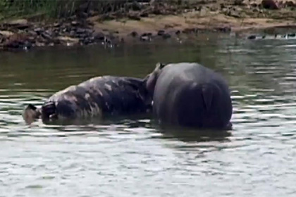 Биологи сняли на камеру гиппопотамов-каннибалов