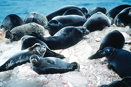 Отдыхающих на льдине нерп перепутали с терпящими бедствие рыбаками