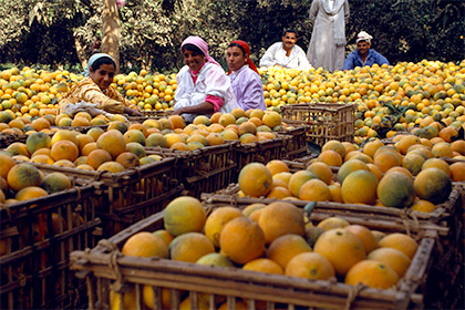 Россельхознадзор запретил ввоз 200 тонн египетских апельсинов