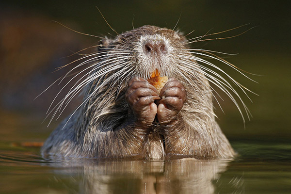 Власти Калининградской области объявили войну грызунам