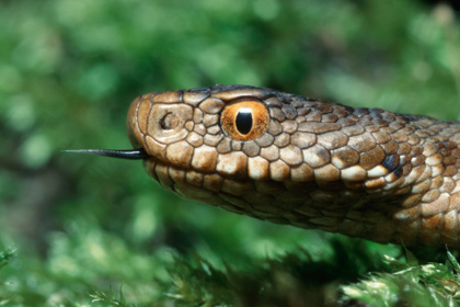 Два жителя Омской области попали в больницу после селфи с гадюкой