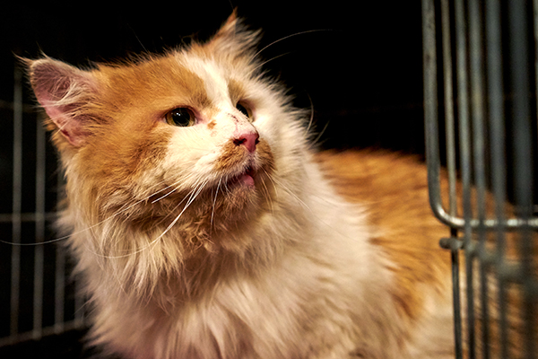 Тренировка на кошках. К чему ведет жестокое обращение с домашними животными?