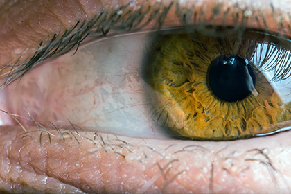 Зоркость людей объяснили устройством черепа