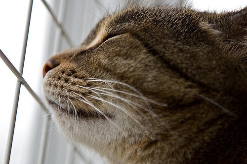 Важная информация для владельцев кошек!