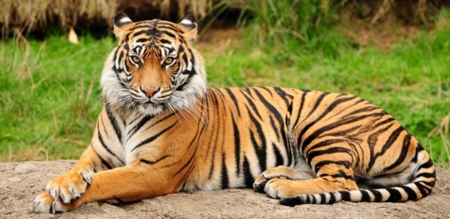 Международный день тигра