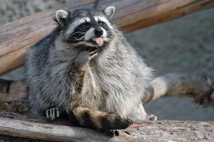 В украинской армии енотов обучат саперному делу