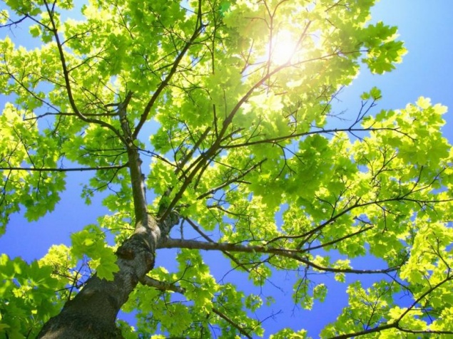 Лето 2015 года вошло в число самых жарких в истории