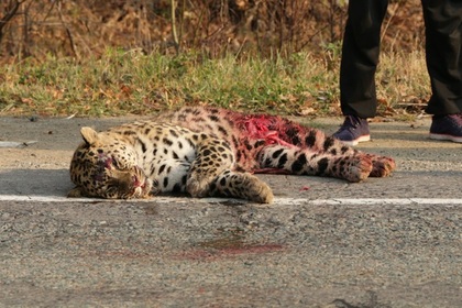 В Приморье автомобилист насмерть сбил краснокнижного леопарда