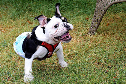 Шестимесячный двухлапый бульдог стал интернет-звездой