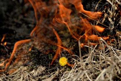 Правительство России запретило выжигать сухую траву