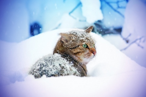 К среде в Ачинске усилятся морозы