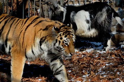 В интернете стартовало реалити-шоу о жизни тигра Амура и козла Тимура