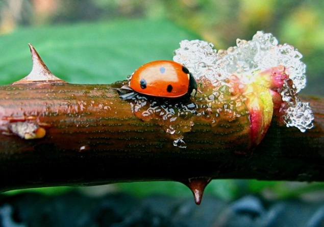 Эта неделя будет по-весеннему теплая