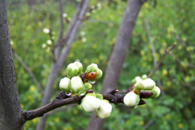 Последняя неделя апреля в Ачинске закончится дождями и прохладой