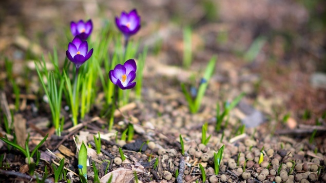 Тепло придет в Ачинск ненадолго