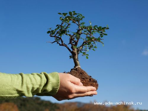 Горожане Ачинска активно подключились к озеленению города