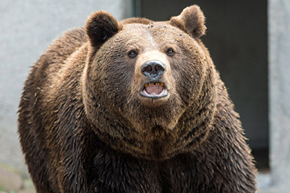 В Хабаровском крае медведь загрыз мужчину