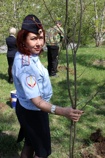 Ачинские полицейские и ученики правового класса высадили рябиновую аллею саженцев
