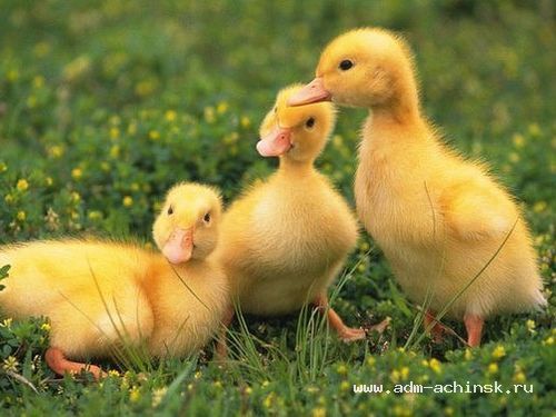 В Ачинске «птичий рынок» расположился в 7Б квартале