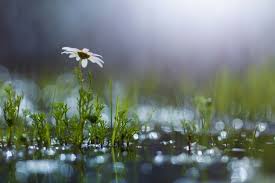 В Ачинск на выходных придут дожди