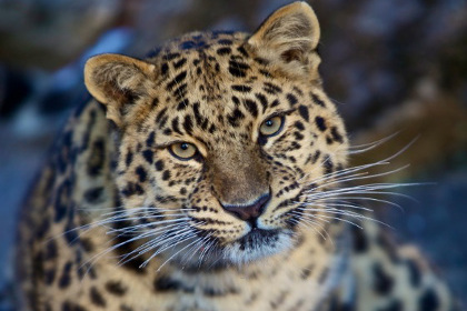 На трассе в Приморье автомобиль сбил леопарда из Красной книги