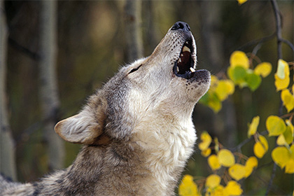 На Кузбассе волк сбежал от фермера и напал на прохожих