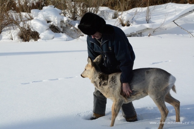 Администрация города Ачинска предлагает жителям присоединиться к спасению сибирской косули
