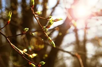 Значительное потепление и дожди ждут ачинцев на этой неделе