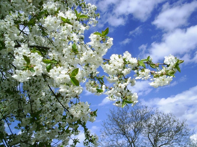 Наступившая рабочая неделя принесет в Ачинск тепло и дожди