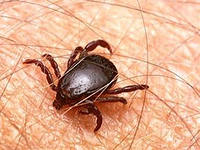 О заболеваемости инфекциями, передающимися клещами