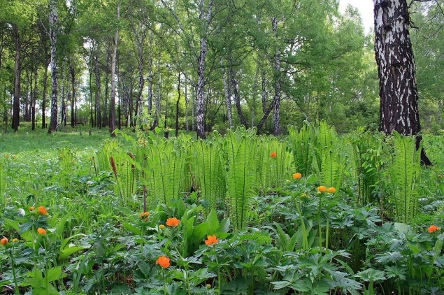 Мужчина ушел в лес за цветами для жены и пропал: нашли в болоте