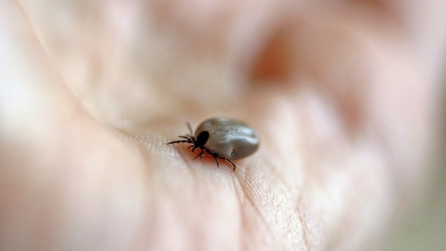 О заболеваемости инфекциями, передающимися клещами за период с 24 по 30 мая 2017 года