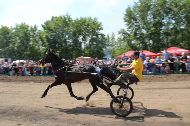 В Ачинске 10 июня состоятся конно-спортивные соревнования